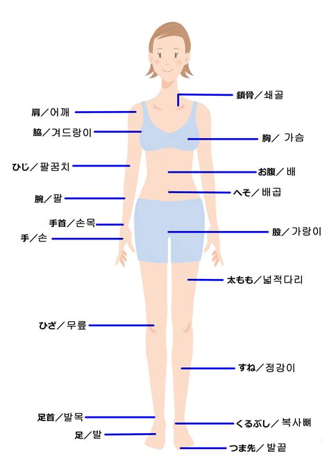 人中部 部位|人体の区分と方向 